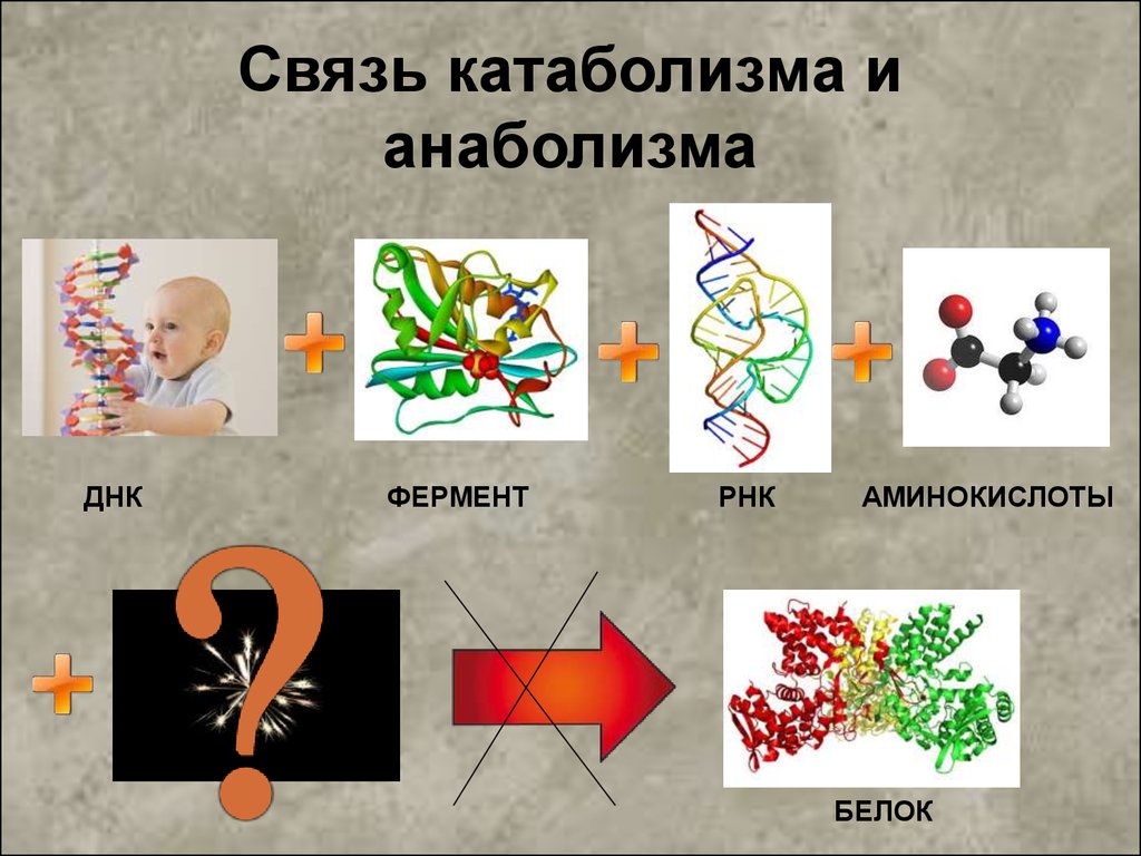 Катаболизм эластина схема