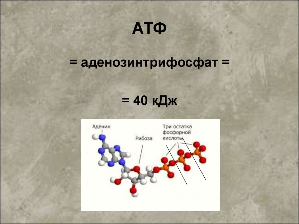 В молекулу атф входят. АТФ. АТФ витамины. АТФ универсальный источник дл.