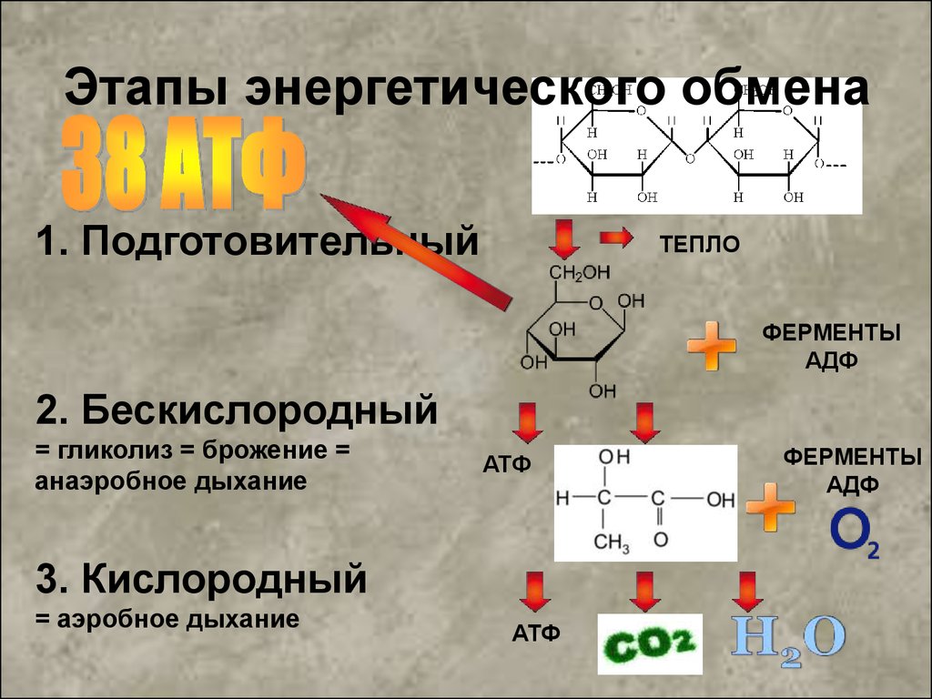 Стадии энергетического обмена