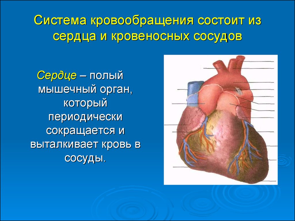 Органы кровообращения строение сердца. Система органов кровообращения состоит из сердца. Кровеносные сосуды сердца анатомия. Презентация на тему сердце. Сообщение на тему сердце.