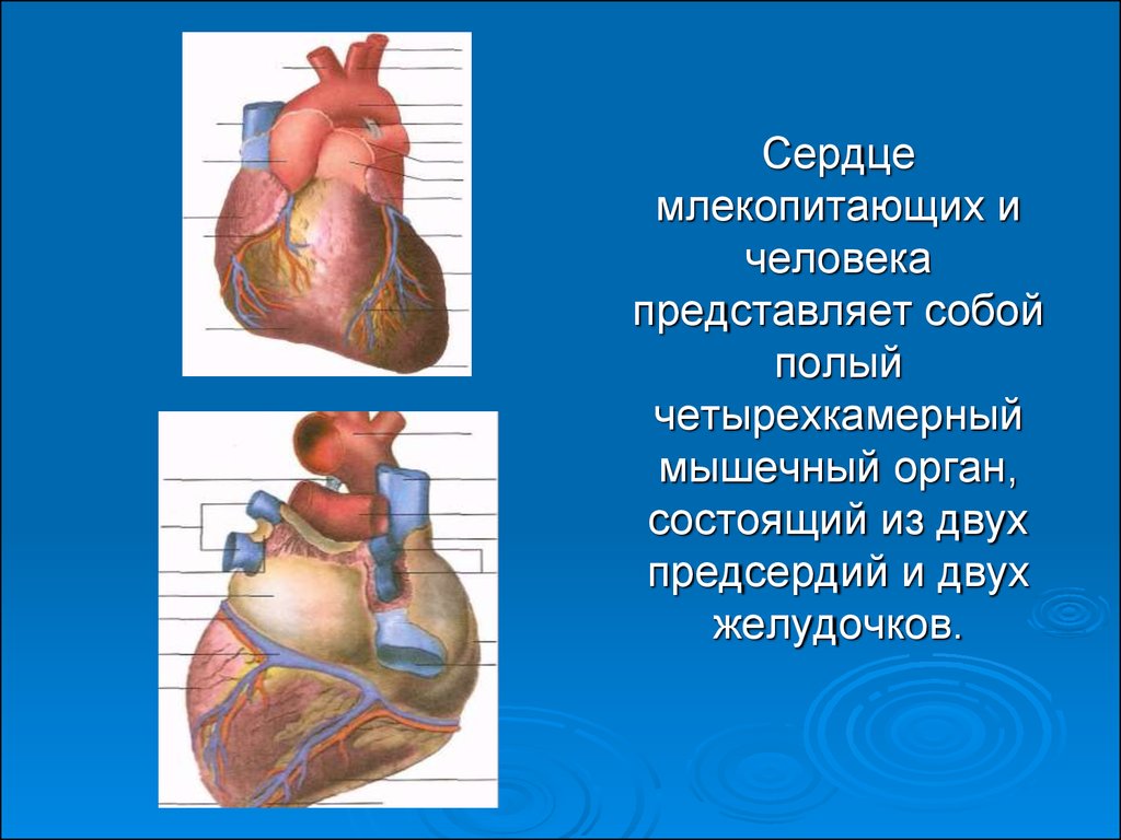 Сердце человека состоит из. Строение сердца млекопитающих. Строение сердца млекопитающих рисунок. Сердце млекопитающих и человека. Сердце главный орган человека.