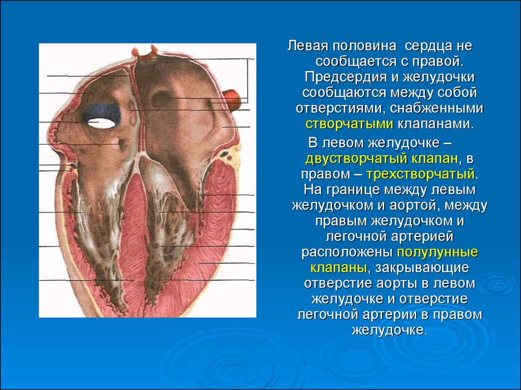 Правый желудочек отделен от правого предсердия. Половины сердца анатомия. Левая половина сердца. Структуры левой половины сердца.