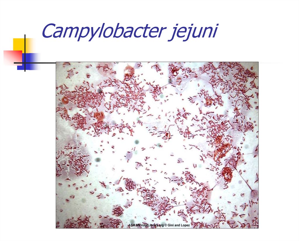 Кампилобактериоз животных презентация