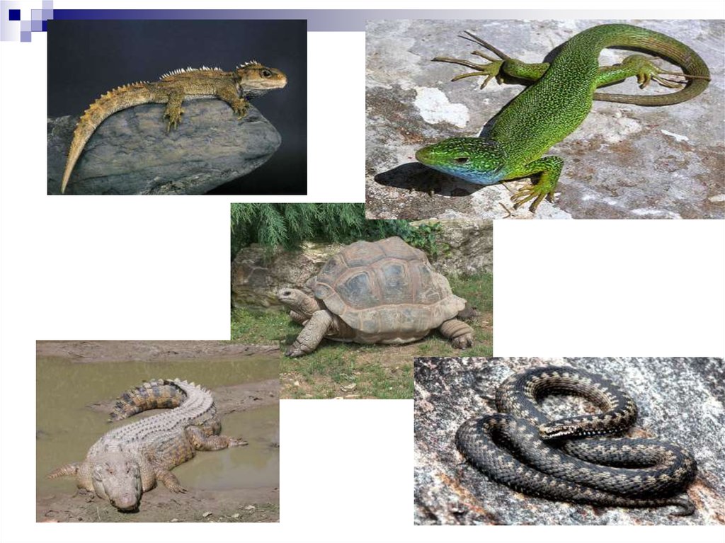 Происхождение рептилий. Пресмыкающиеся Северного Кавказа. Мастер класс рептилии. Скальные ящерицы партеногенез.