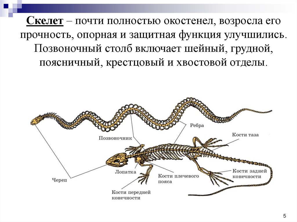 Скальные ящерицы партеногенез