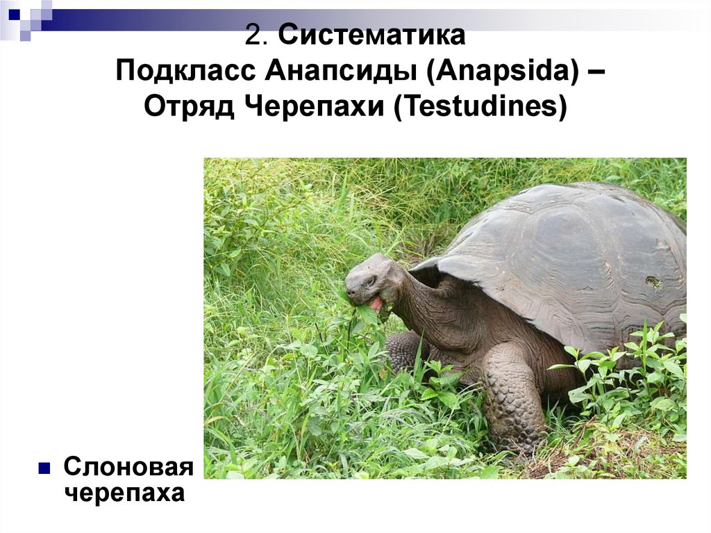 Слоновая черепаха относится к отряду чешуйчатых. Слоновая черепаха. Систематика черепахи. Отряд черепахи представители. Подкласс АНАПСИДА (Anapsida): отряд черепахи.