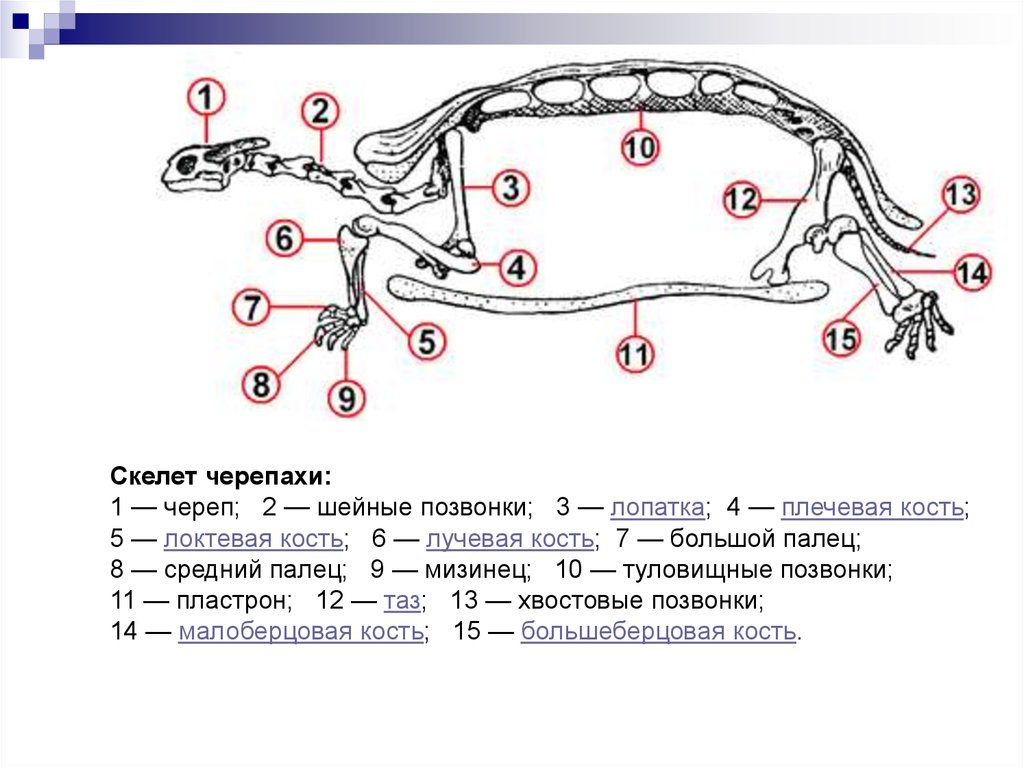 Скелет черепахи схема