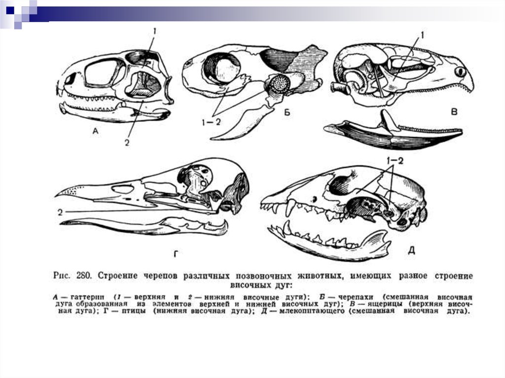 Сравните череп ящерицы и собаки назовите отличия. Эволюция скелета черепа у позвоночных. Типы черепов позвоночных. Классификация черепов позвоночных животных. Развитие висцерального черепа позвоночных.