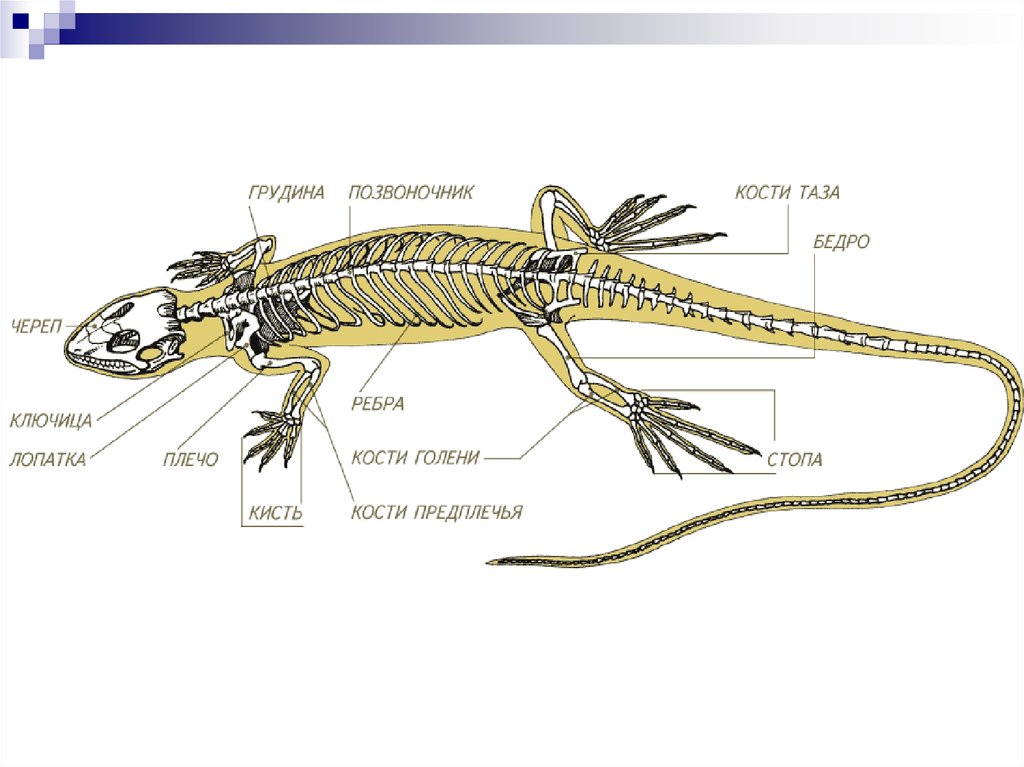 Отделы позвоночника крокодила. Строение скелета Тритона. Внутреннее строение ящерицы скелет. Строение скелета пресмыкающихся. Скелет пресмыкающихся грудная клетка.