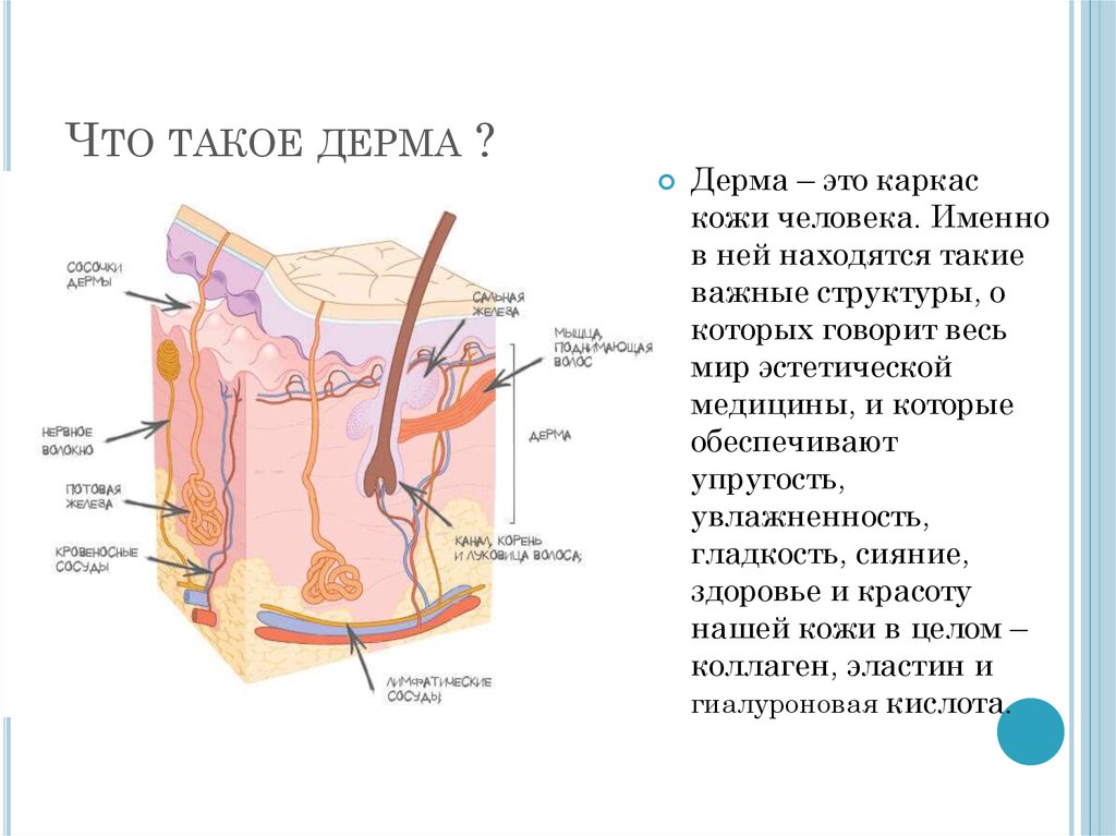 Дерма на рисунке