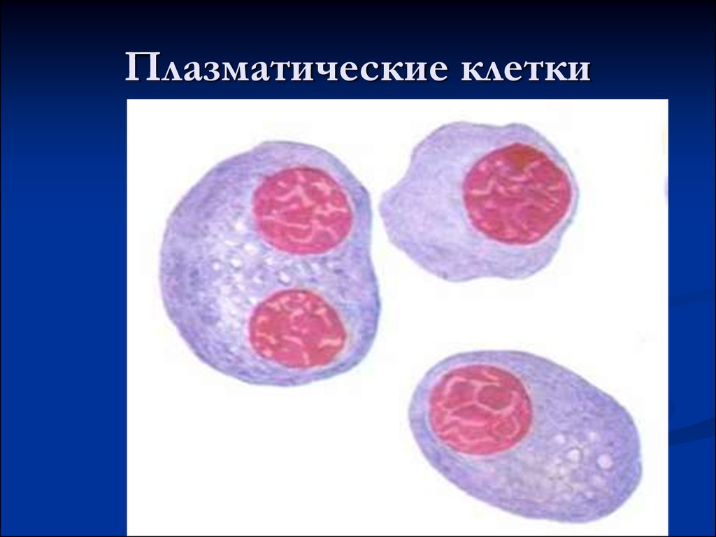 Что значит плазматические клетки. Плазматические клетки под микроскопом. Плазматические клетки плазмоциты. Плазматические клетки в экссудате. Плазмоциты в периферической крови.