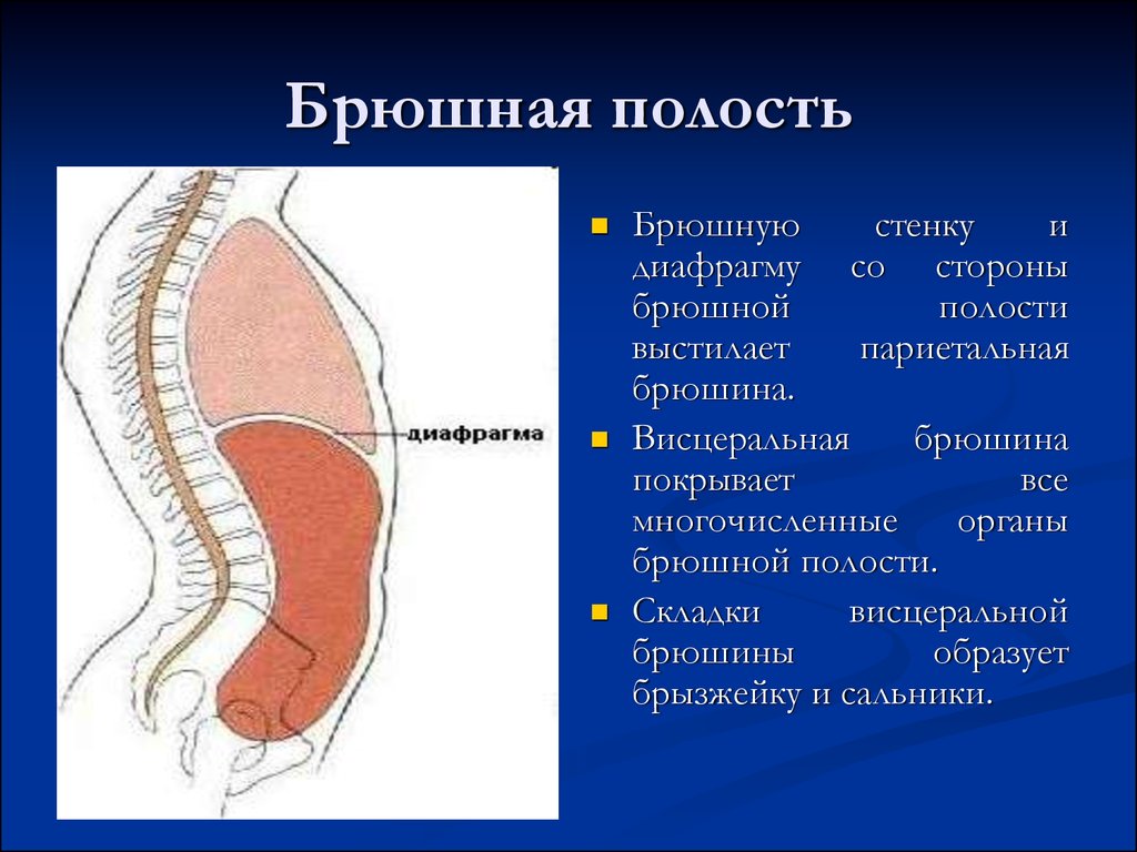 Брюшная полость человека в картинках