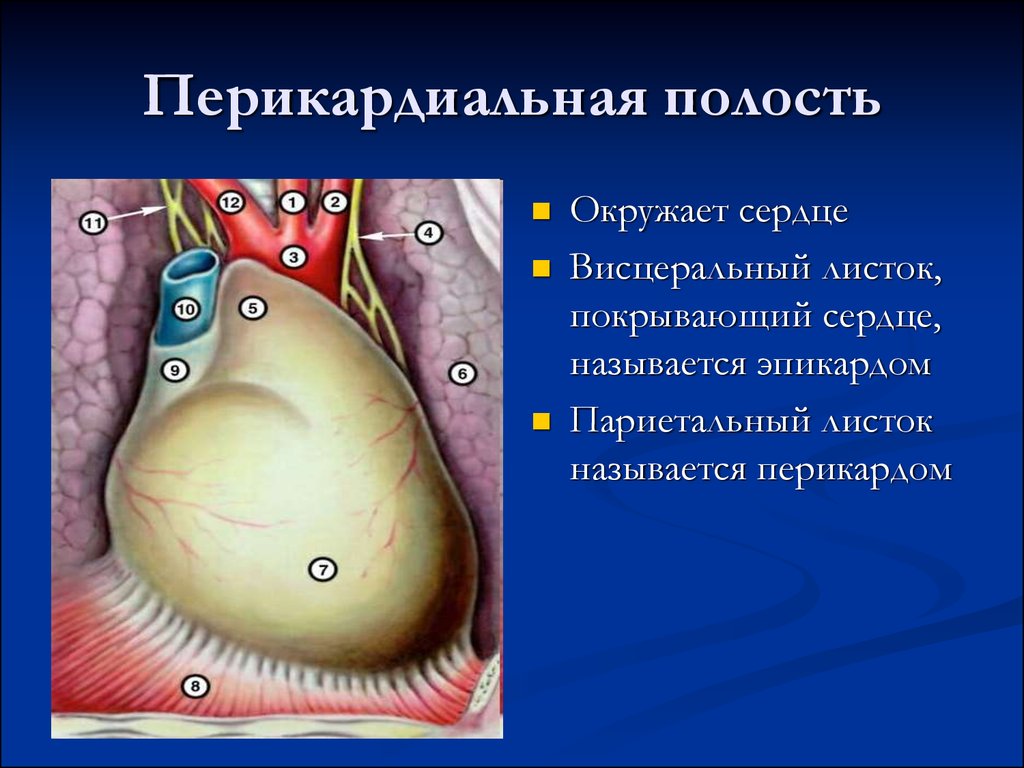 Околосердечная сумка. Перикардиальная полость. Перикардиальная полость сердца.