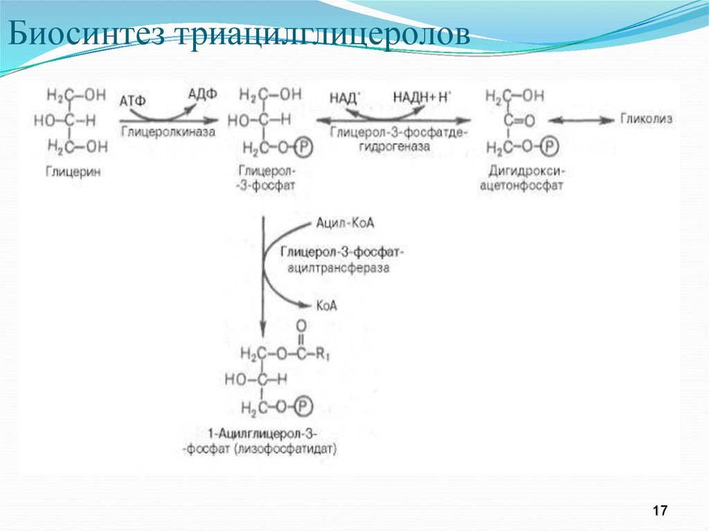 Синтез таг. Схема синтеза жирных кислот и триацилглицеролов в печени. Синтез триацилглицеролов из глицерола. Синтез таг в печени и жировой ткани. Синтез триацилглицеридов из Глюкозы в жировой ткани.