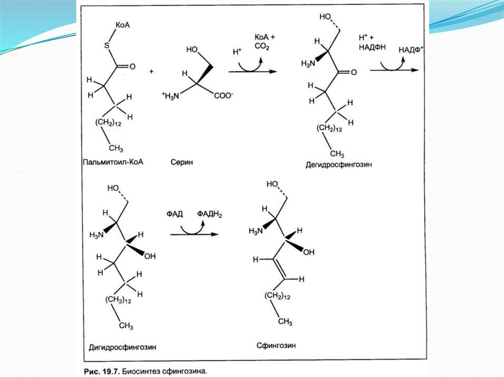 Коа 5. Пальмитоил-КОА формула. Пальмитоил КОА + серин. Пальмитоил КОА структурная формула. Биосинтез жирных кислот и триацилглицеролов.