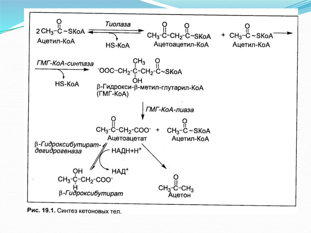 Глюкоза ацетил коа. Ацетил КОА из жирных кислот. Синтез ацетил КОА. Образование ацетил КОА из Глюкозы. Биосинтез жирных кислот и триацилглицеролов.