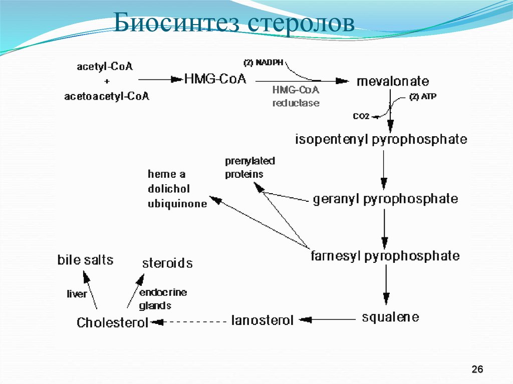 Биосинтез термин. Биосинтез холестерола. Биосинтез жирных кислот. Сквален Синтез стеролов. Биосинтез триацилглицеридов кратко.