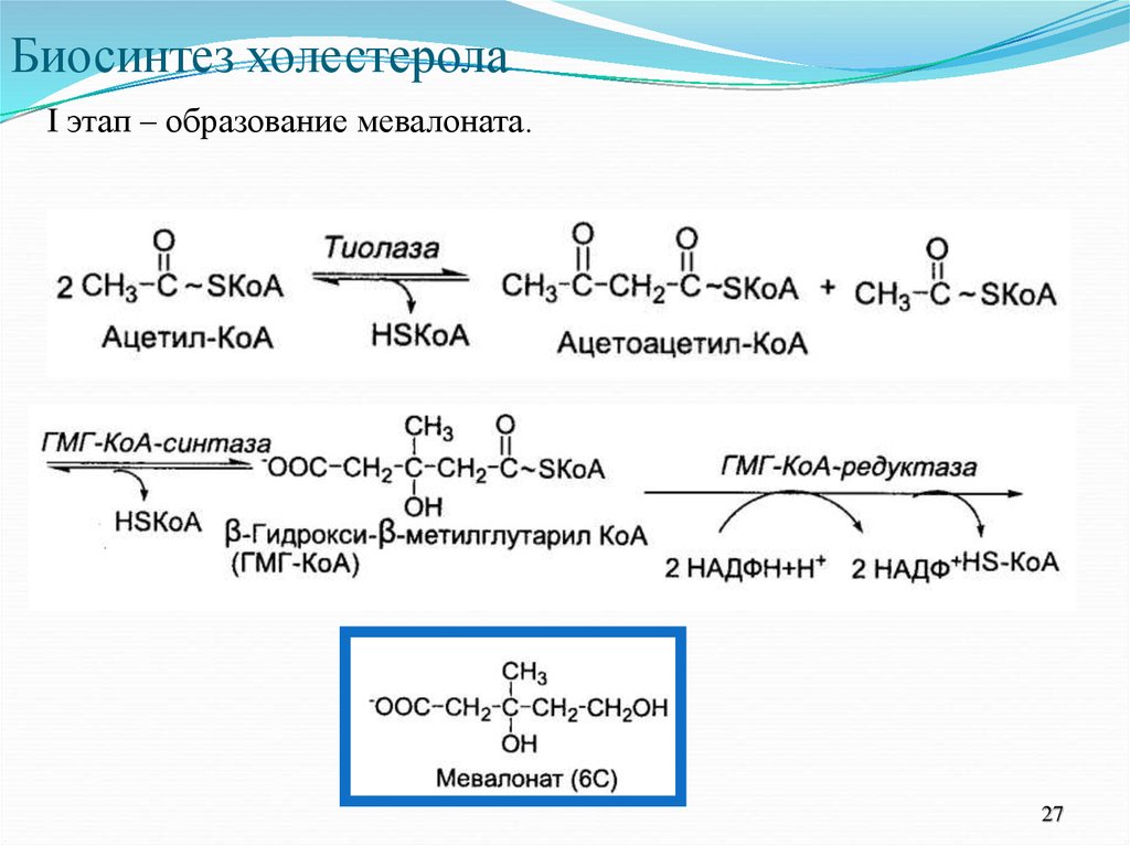 Схема образования холестерина