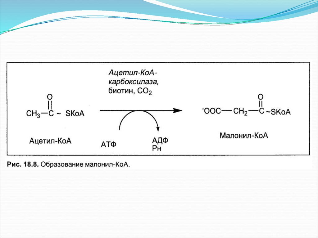 Образование ацетил кофермента а образование атф. Синтез жирных кислот биотин. Ацетил КОА образуется в реакции. Ацетил КОА строение. Малонил КОА биохимия.