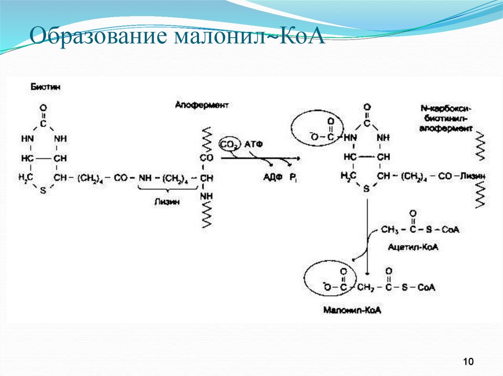 Коа. Синтез жирных кислот малонил КОА. Образование малонил КОА. Реакция образования малонил КОА. Малонил КОА биохимия.