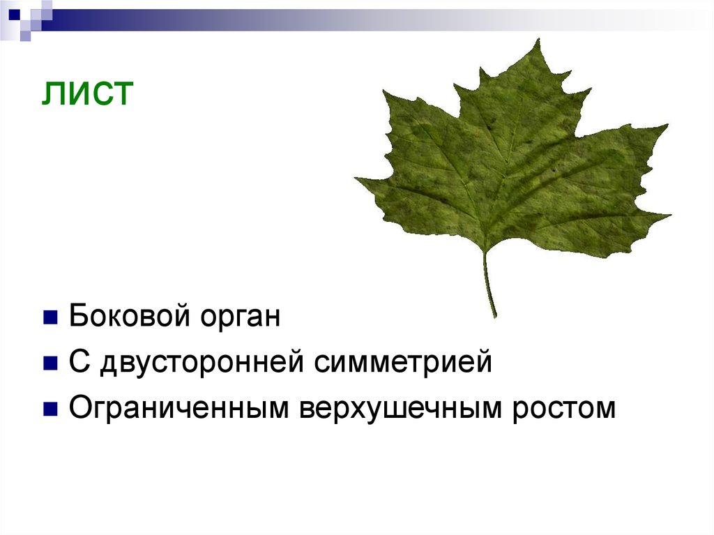 Листья сбоку. Симметричный лист. Билатеральная симметрии листьев. Функции листа.