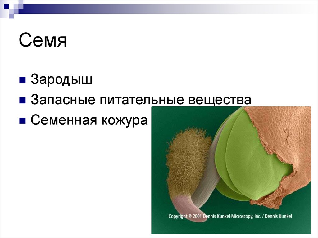 Где находится запас питательных веществ в семенах. Запасные питательные вещества семян. Зародыш семени. Запасные вещества питательные вещества семян. Питательные вещества в семени.