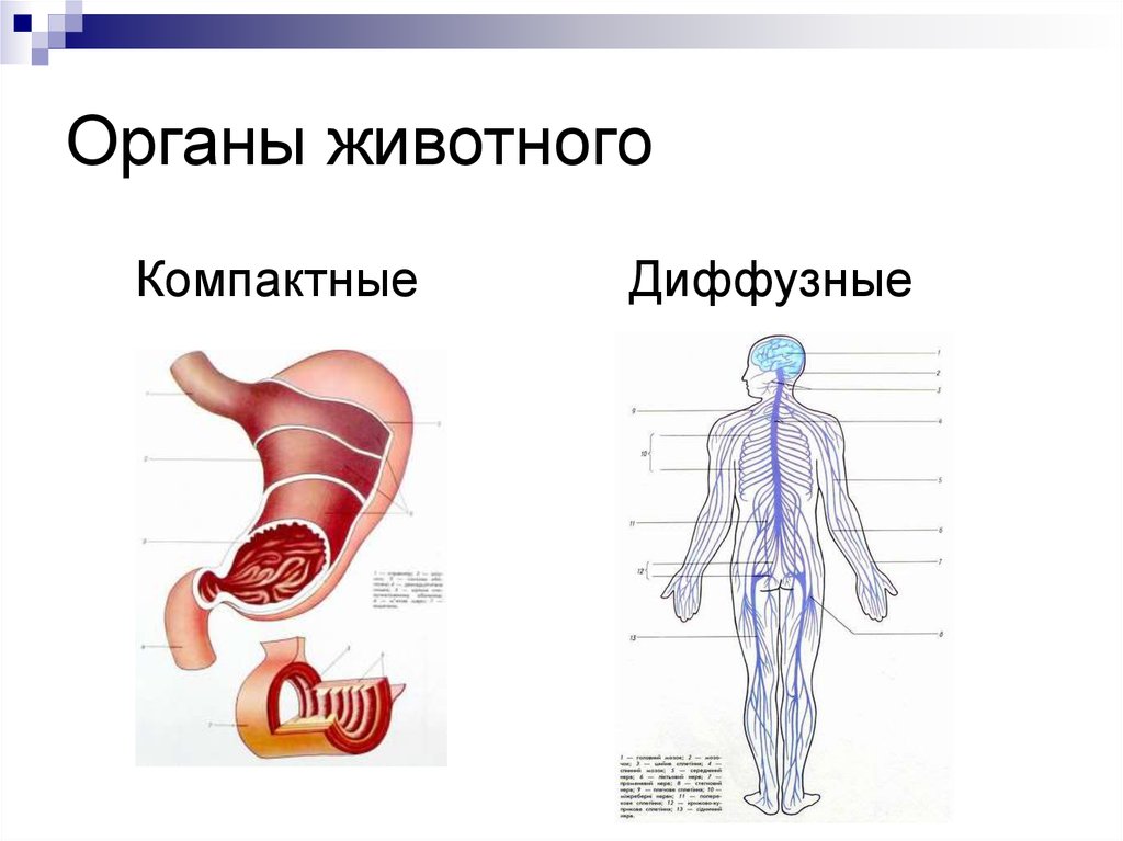 10 органов. Органы животных. Компактный орган это животных. Компактные и диффузные органы. Строение компактных органов животных.