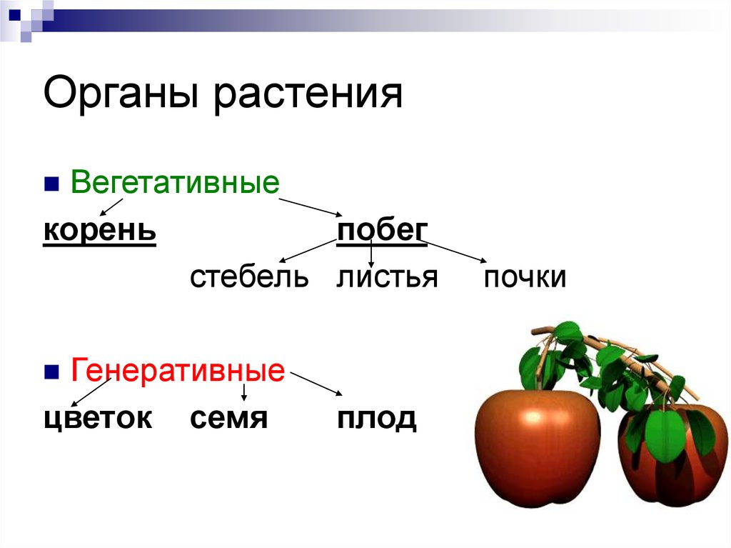 Орган растения это. Вегетативные и генеративные органы схема. Вегетативные и генеративные органы растений таблица. Органы растения вегетативные и генеративные схема. Функции вегетативных органов растений.