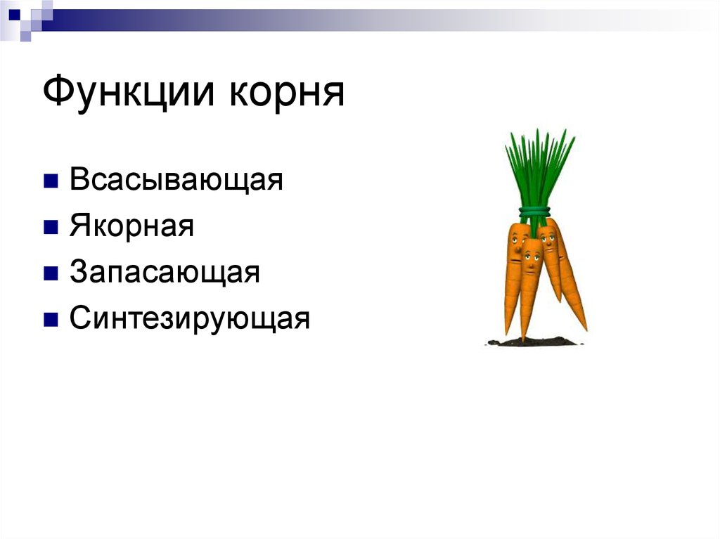 Функции корня 6 класс. Функции корня. Запасающая функция корня. Функции корнеплода. Функция корней корнеплодов.