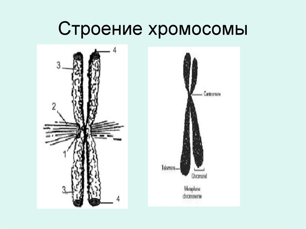 Внутреннее строение хромосом. Строение хромосомы. Схема строения хромосомы. Строение метацентрической хромосомы. Строение хромосомы рисунок.