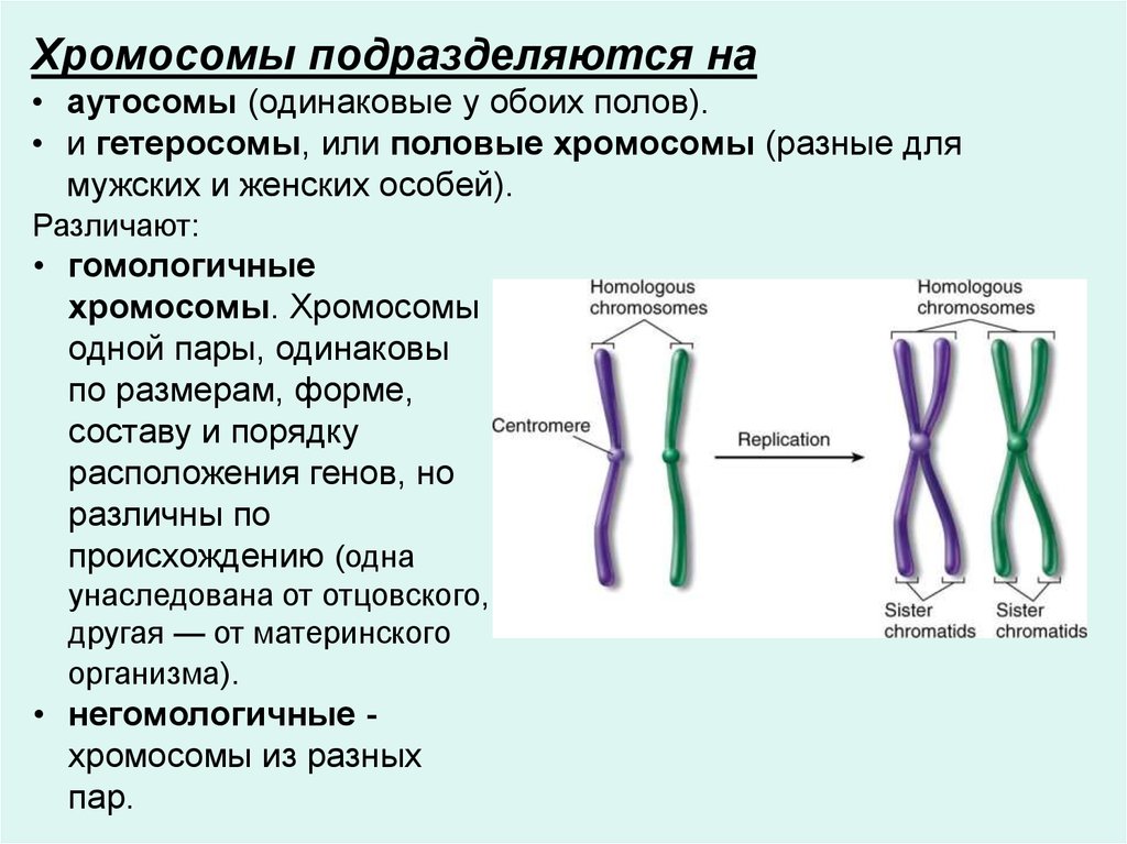 Х хромосома это мужская. Гомологичные хромосомы биология 11 класс. Гомологичные хромосомы набор хромосом. Пары гомологичных хромосом. Гомологичные парные хромосомы.