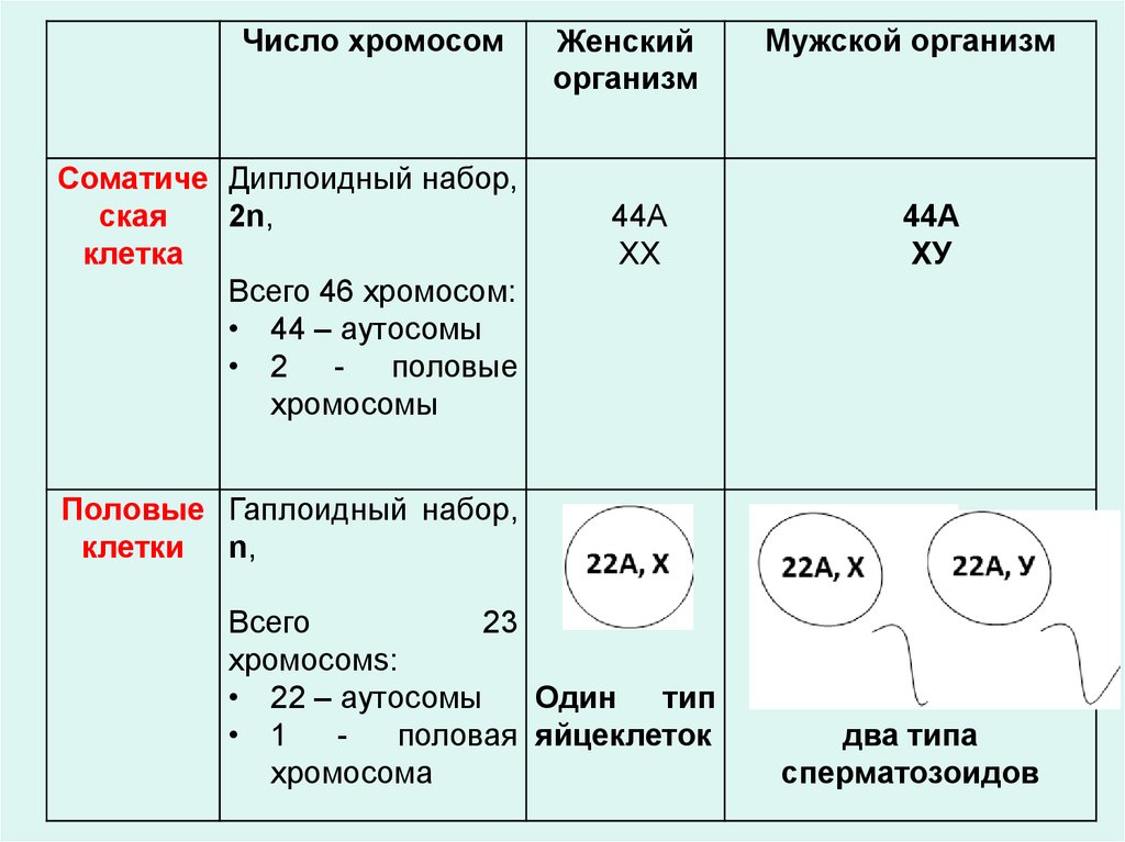 Сколько хромосом в зрелом эритроците. Тип классификации хромосом. Классификация хромосом. Количество хромосом в женском Джемете мужском комедия.