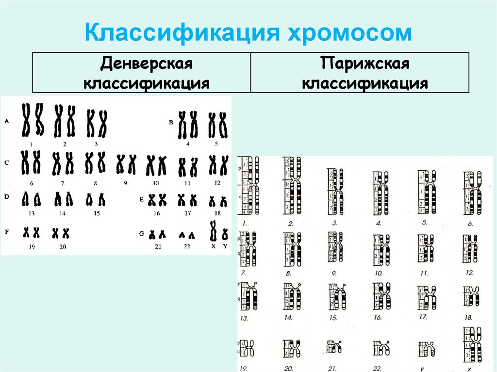 Схема хромосомного набора. Денверская классификация хромосом метод окрашивания. Кариотип человека классификация хромосом человека. Классификация хромосом в кариотипе человека. Кариотип классификация хромосом.