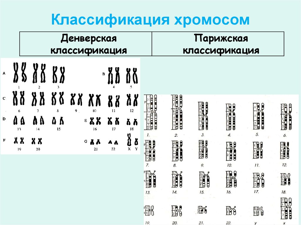 Кариотип хромосом. Денверская система классификации хромосом. Денверская и Парижская классификация хромосом. Кариотип Денверская классификация. Денверская классификация хромосом человека.