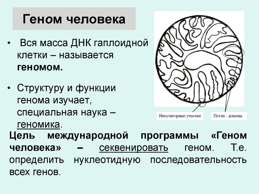 Геном называется. Структура генома человека. Структура и функции генома. Название генов человека.