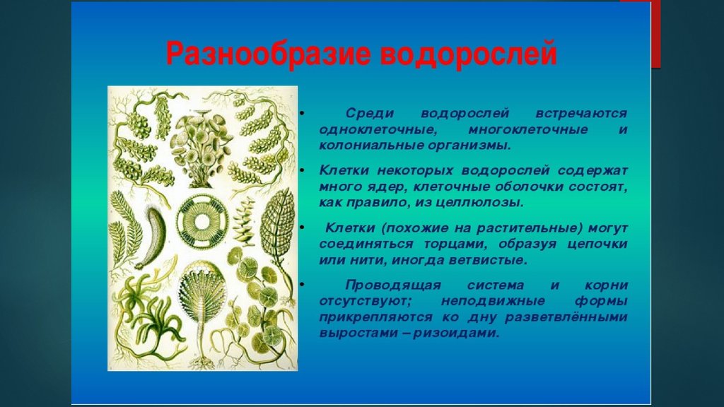 Биология водоросли сообщение. Многообразие водорослей. Водоросли их разнообразие. Многообразие зеленых водорослей. Многообразие нитчатых водорослей.