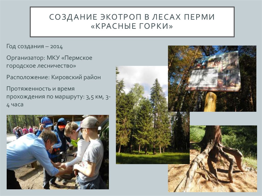 Городские леса презентация