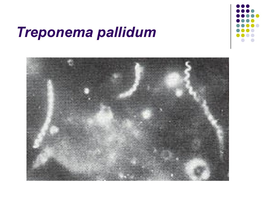 Treponema pallidum в рмп