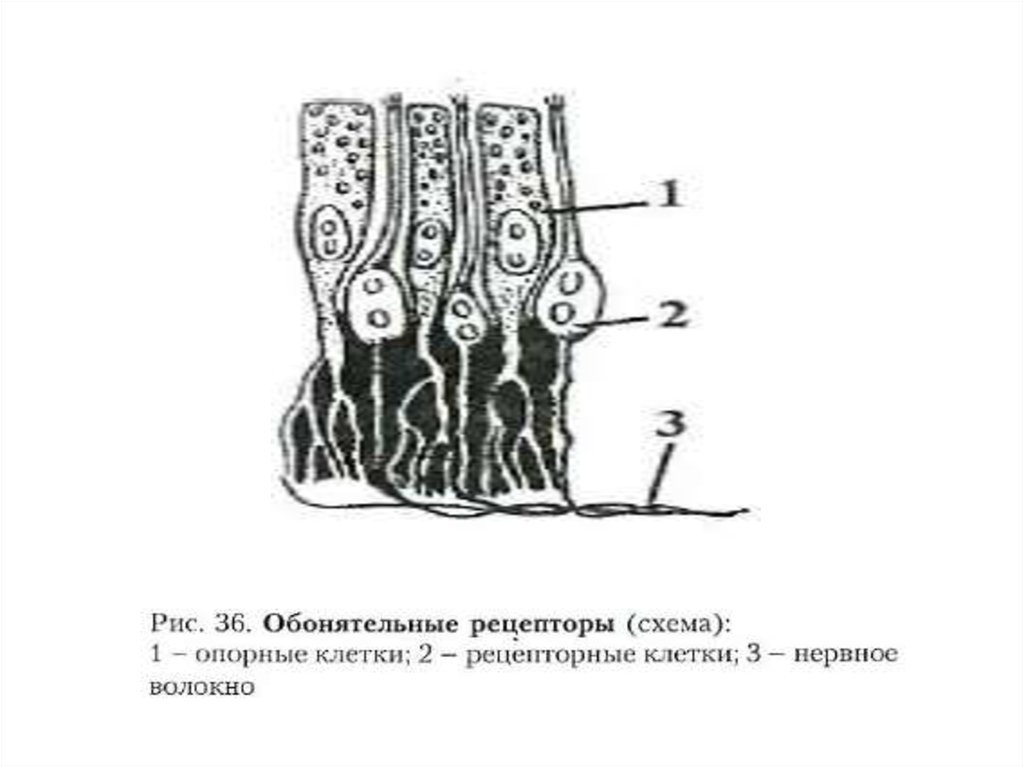 Схема обонятельного эпителия