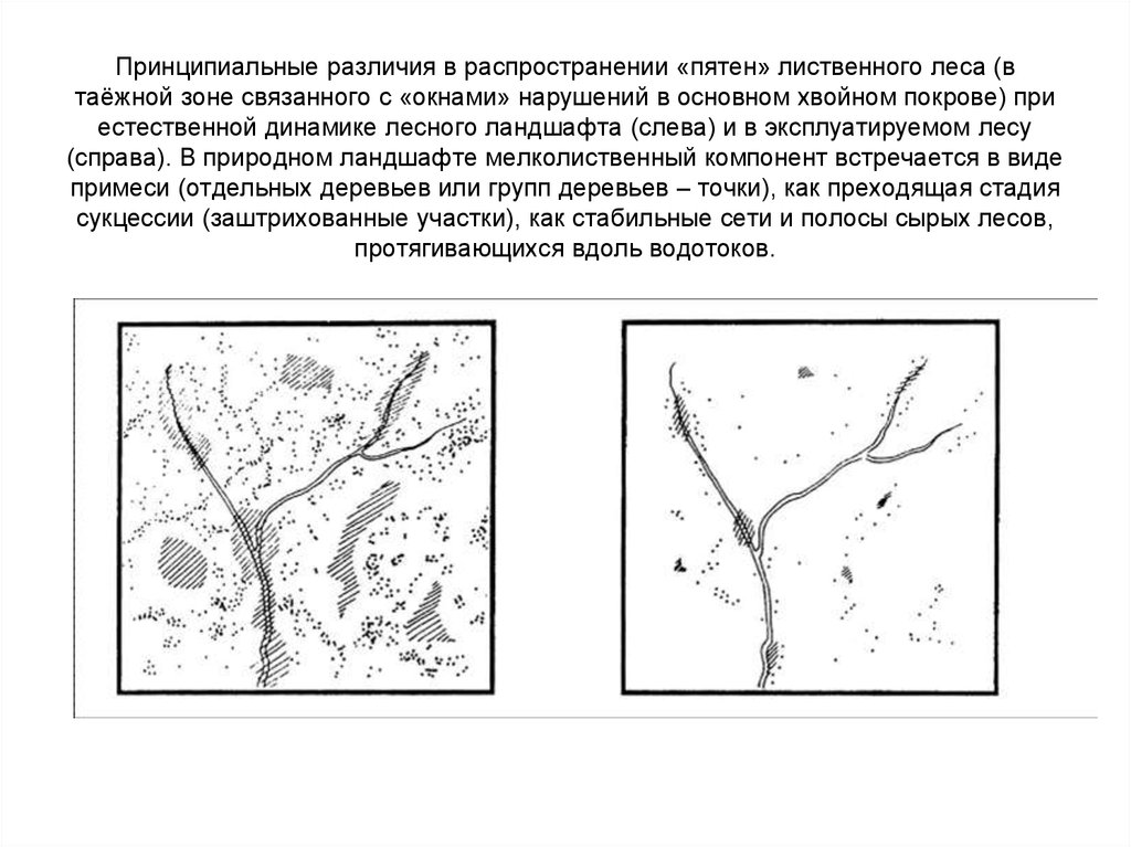 Принципиальные различия в распространении «пятен» лиственного леса (в таёжной зоне связанного с «окнами» нарушений в основном