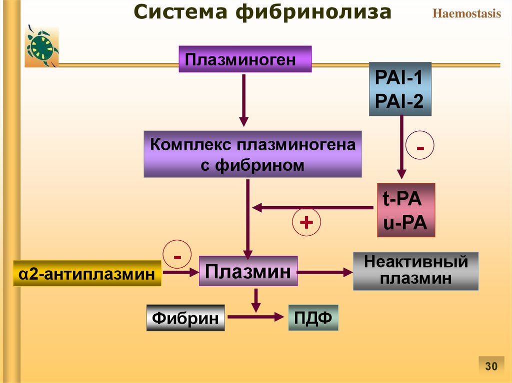 Гена pai 1. Схема развития реакций фибринолиза. Система фибринолиза. Плазминоген в плазмин. Патофизиология системы гемостаза.