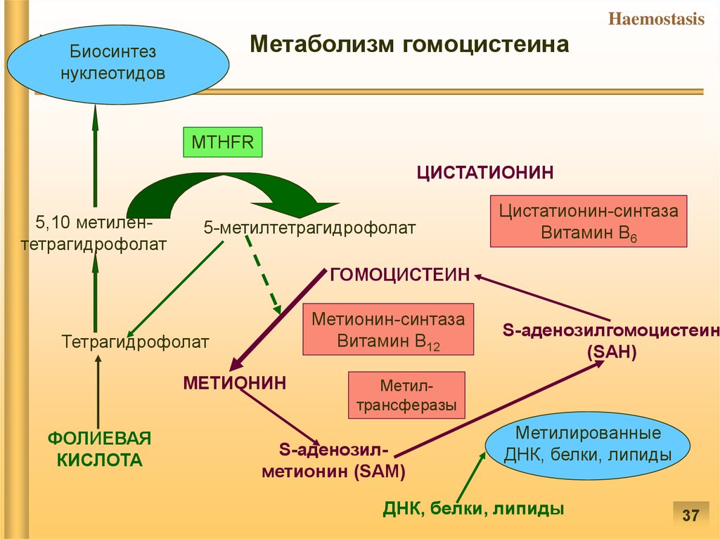 Гомоцистеин фолиевая. Гемостаз патофизиология. Метаболизм гомоцистеина схема. Патофизиология системы гемостаза. Метаболизм метионина.