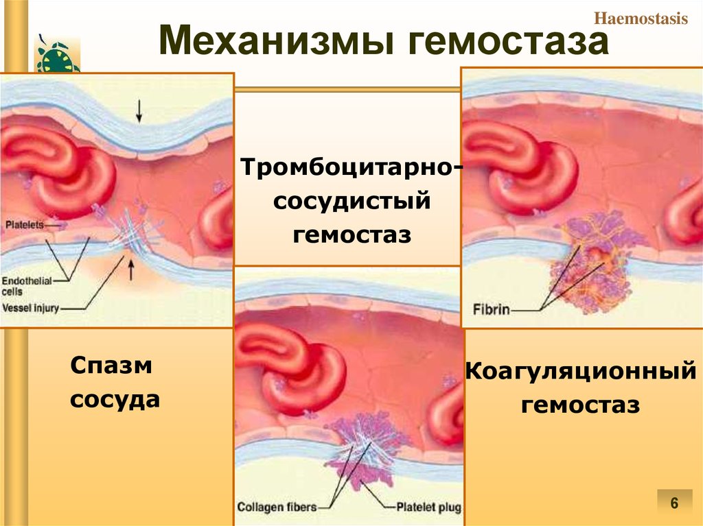 Схема гемостаза по этапам
