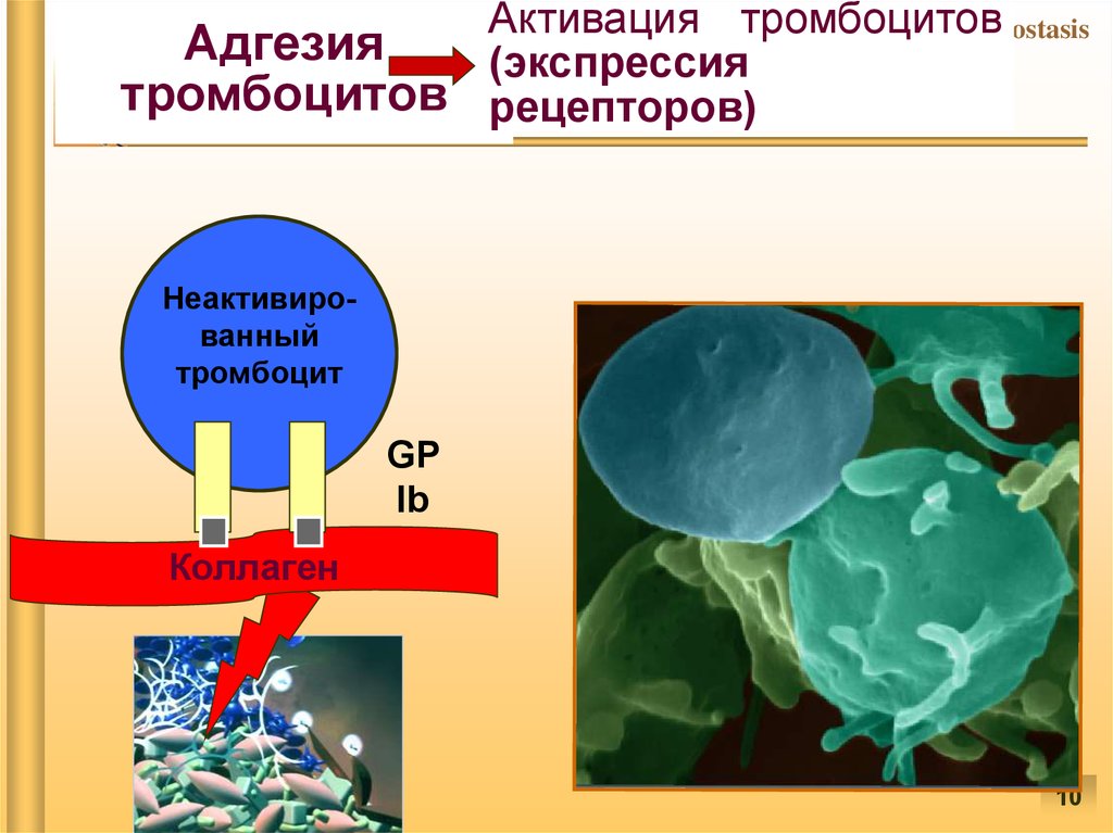 Адгезия и агрегация тромбоцитов. Рецепторы тромбоцитов гемостаз. Адгезия тромбоцитов.