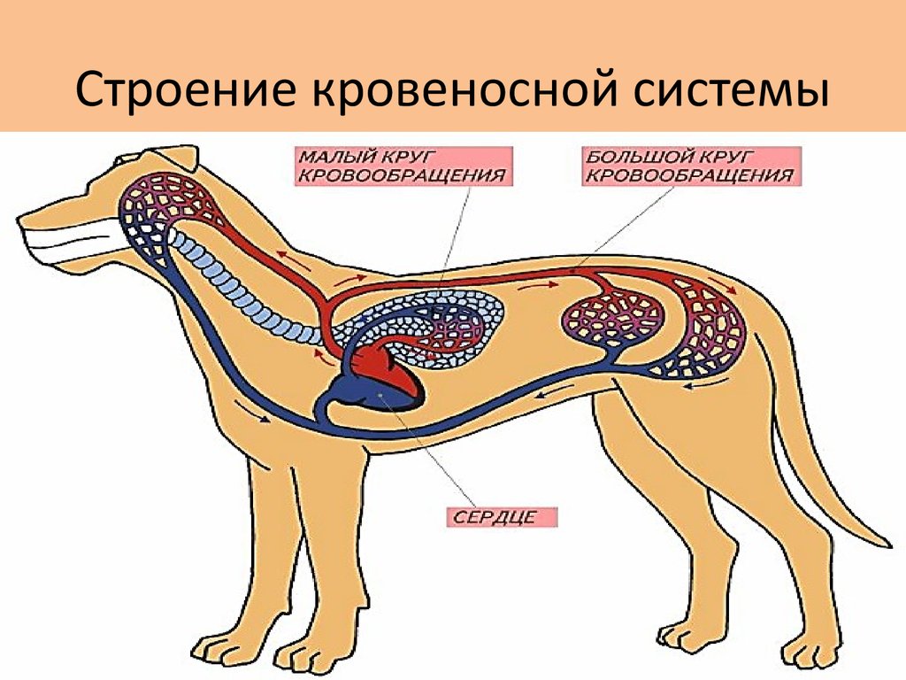 Какое кровообращение у млекопитающих. Выделительная система собаки схема. Кровеносная система млекопитающих схема. Кровеносная система млекопитающих 7 класс биология. Кровеносная система собаки 8 класс биология.