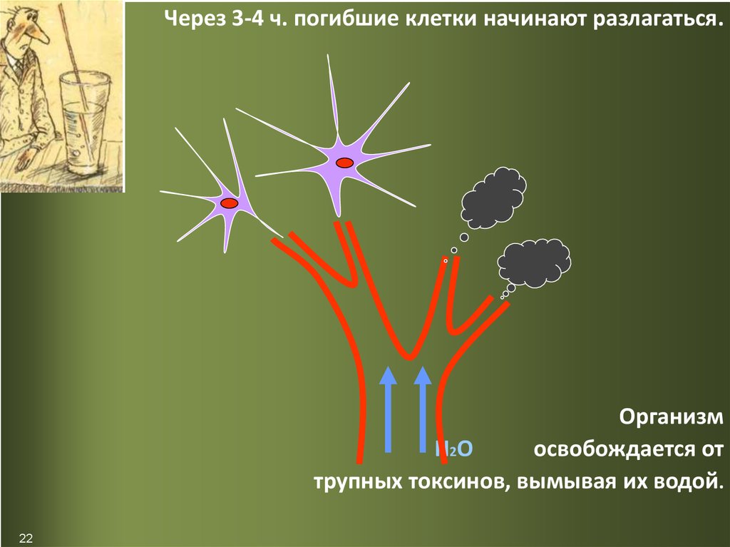 Клетки погибнут без. Какие организмы разлагаются на клетки.