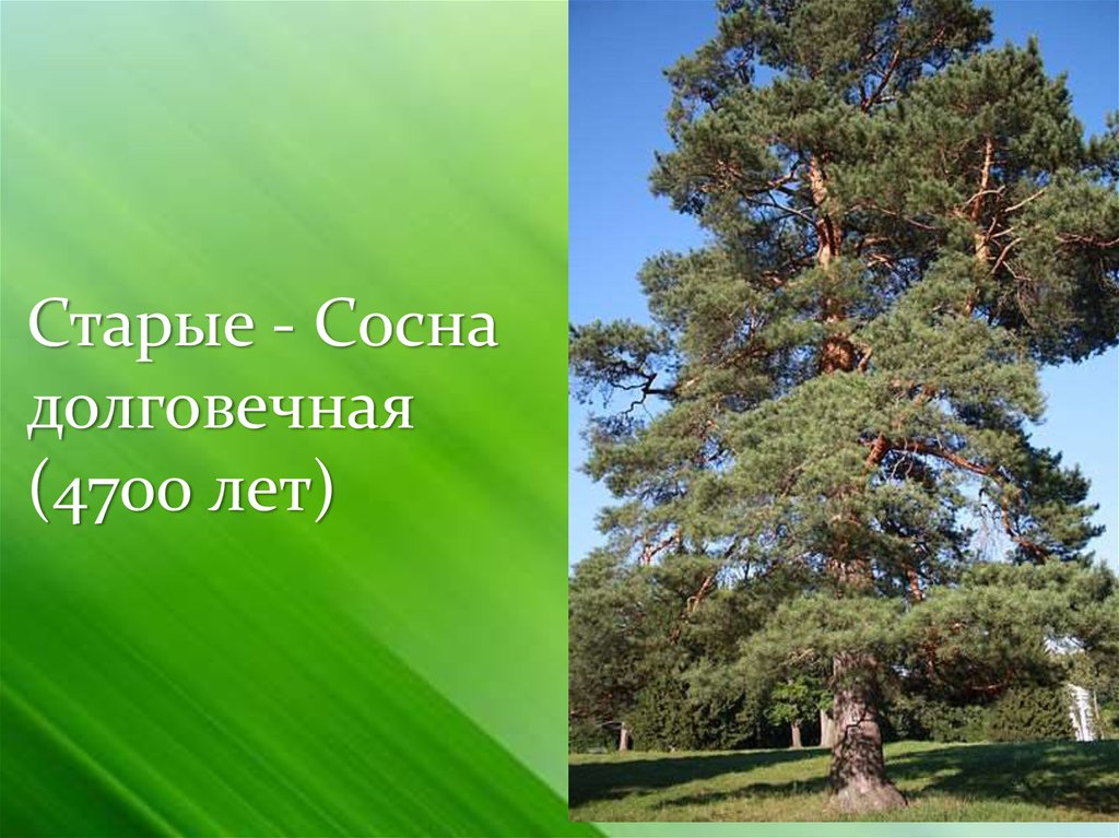 Хвойные презентация. Сосна долговечная. Сосна дерево долговечное. Сосна долговечная 4700 лет. Сосна долгоживущая.