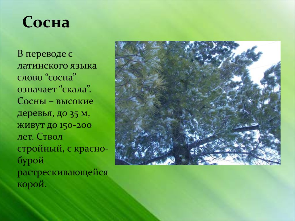 Текст про сосну. Сосна описание. Сообщение о сосне. Сосна текст. Научный текст про сосну.