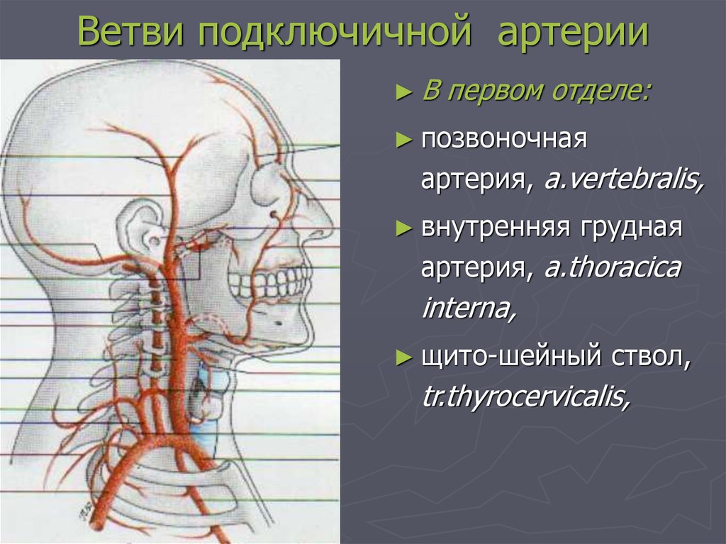 Ветви правой подключичной артерии схема