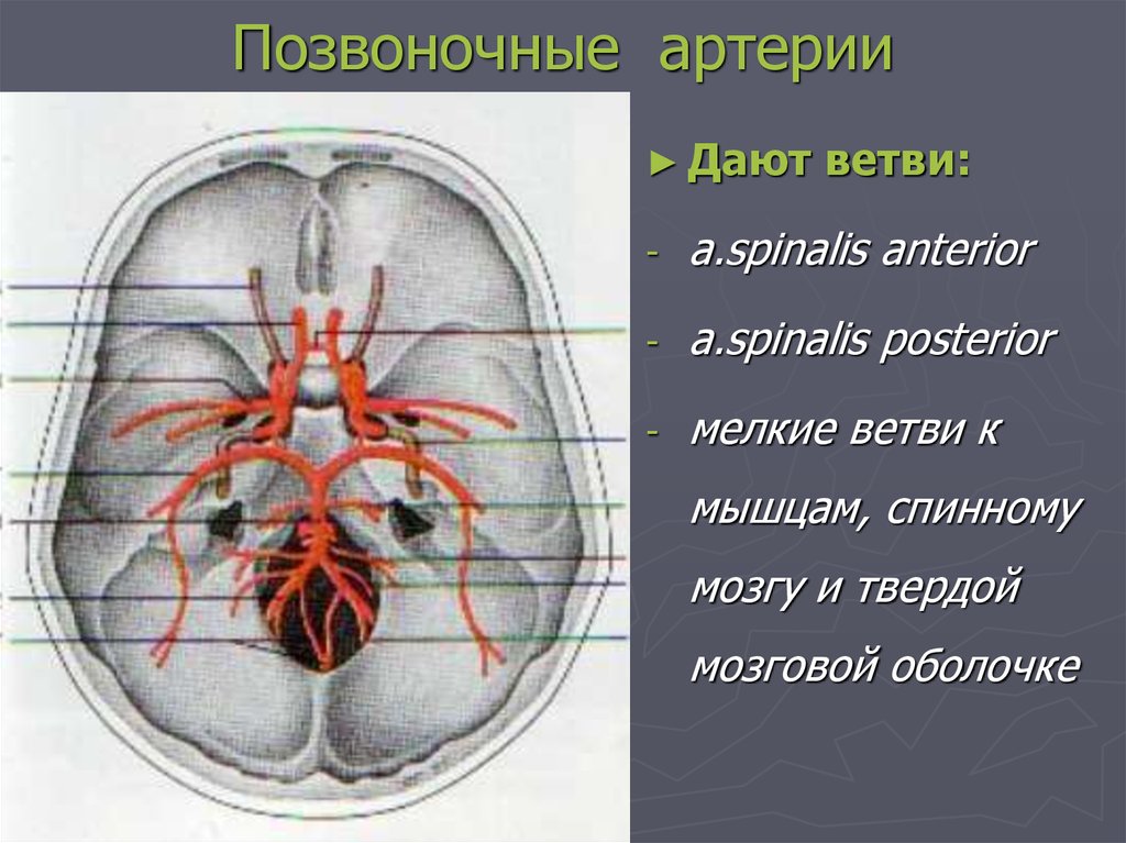 Проникающая в полость черепа. Внутренняя Сонная артерия входит в полость. Внутренняя Сонная артерия входит в полость черепа через. Внутренняя Сонная артерия входит в полость черепа через отверстие. Внутренняя Сонная артерия в сонном канале.